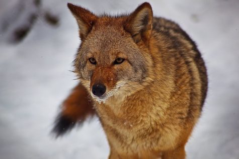 Coyote hunting: “Who the howl cares?”
