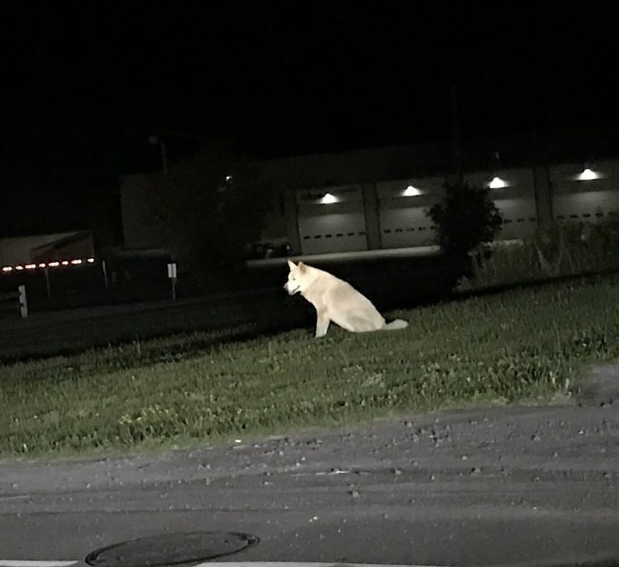 A haunting hound