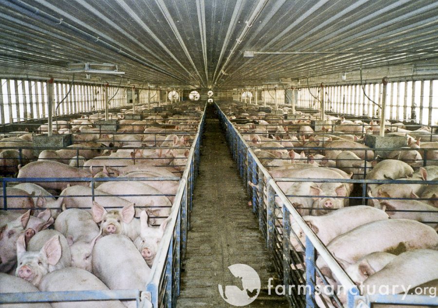 Pigs on a factory farm.

Photo credit: farmsanctuary.org