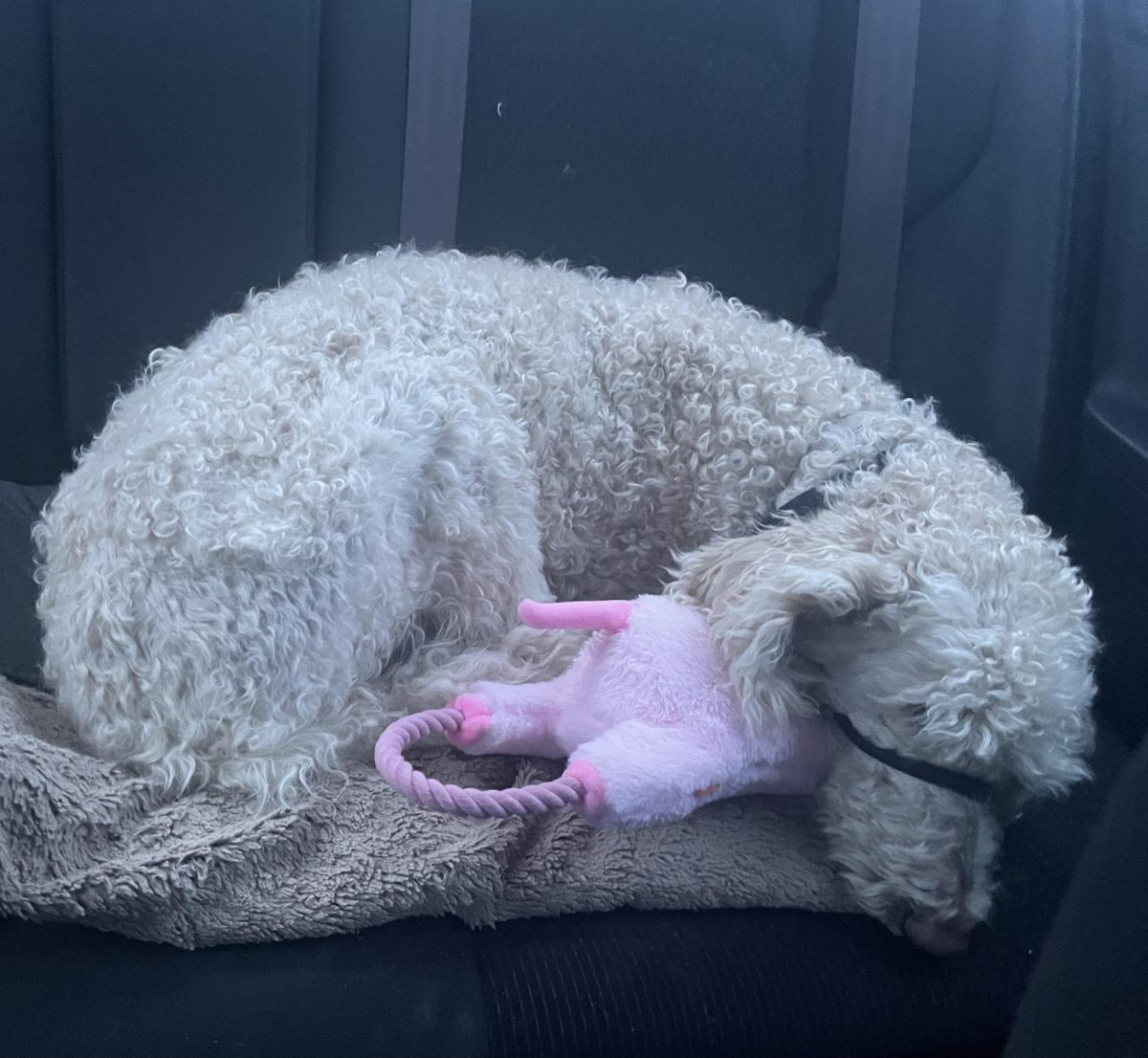 Dog Days are Over: Layla's Return